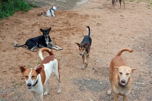 IMG_20210907_172111_pxo7ww_1633163239